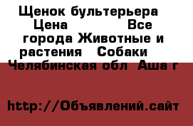 Щенок бультерьера › Цена ­ 35 000 - Все города Животные и растения » Собаки   . Челябинская обл.,Аша г.